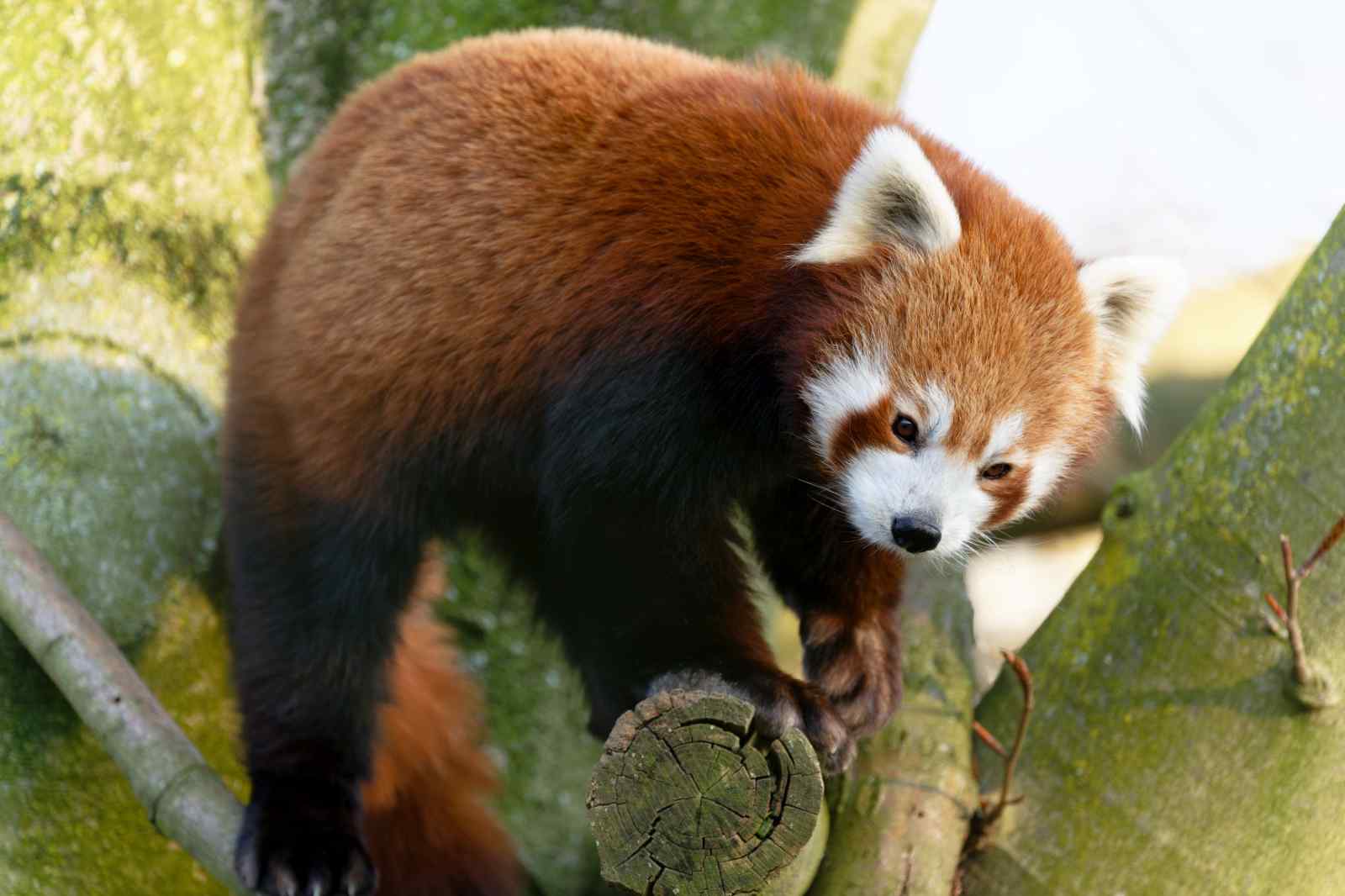Fire Fox aka Red Panda
