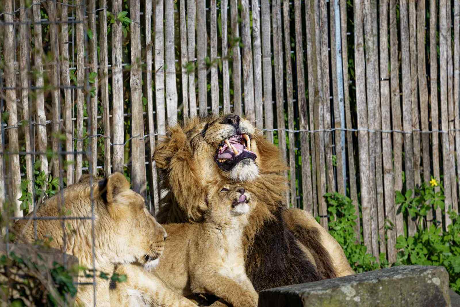 Father & Son