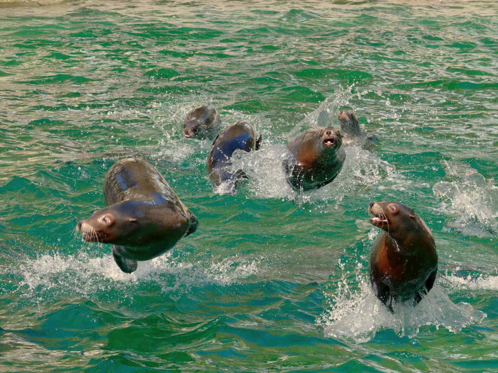 The Seal Gang