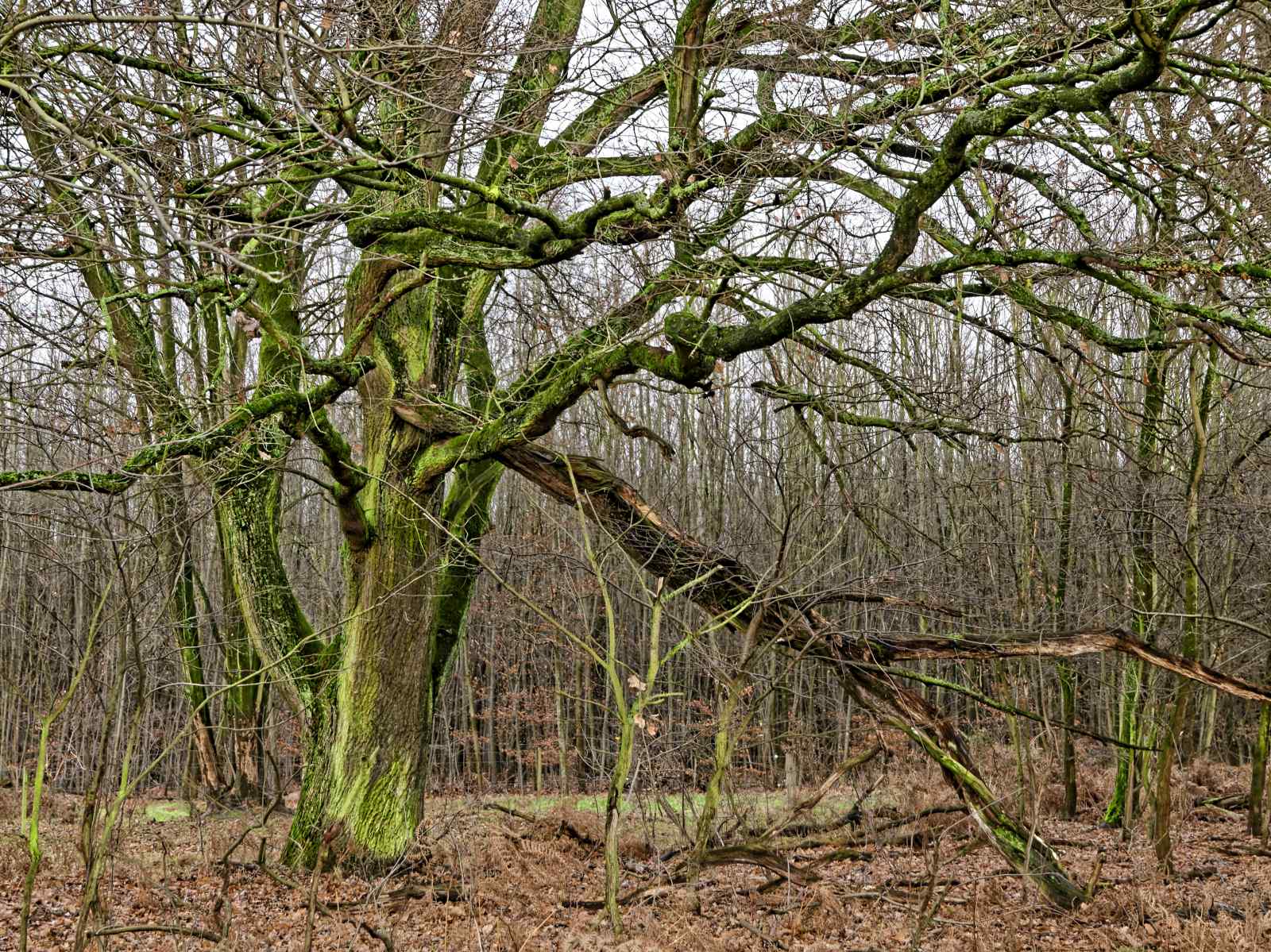 The Tree Wizard