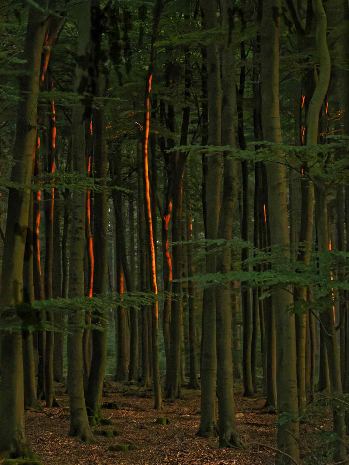 Wood Match