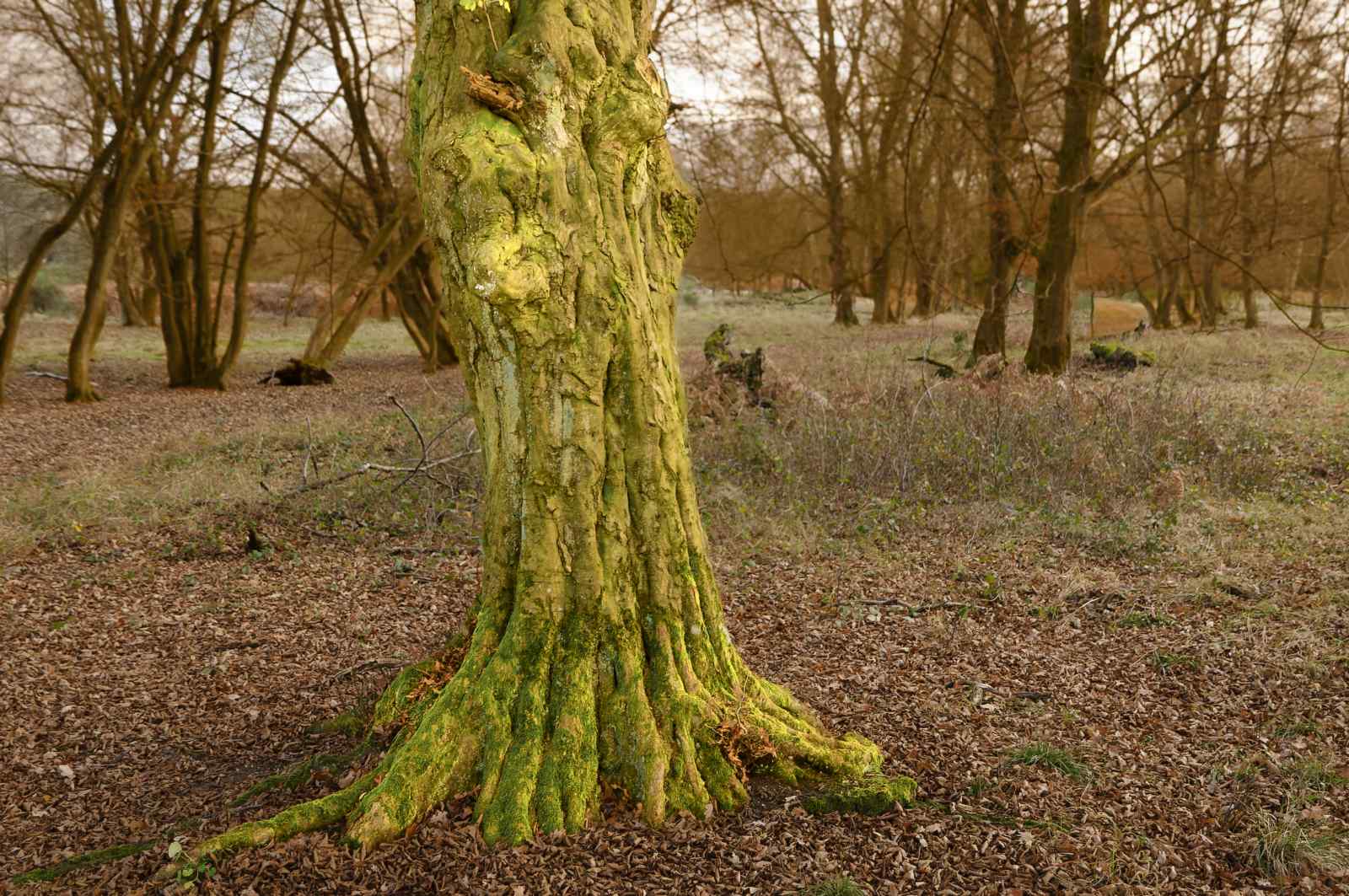 The Wood Watcher